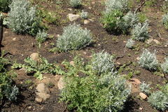 Tetradymia comosa