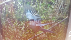Cyanopica cyanus