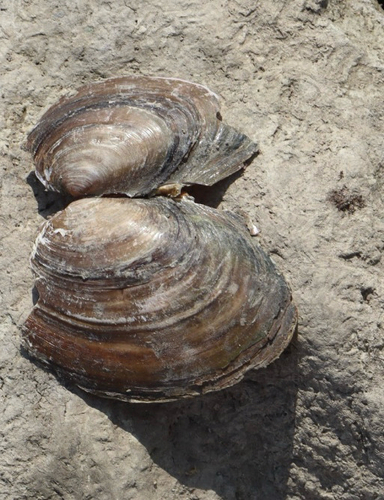 Pink Papershell