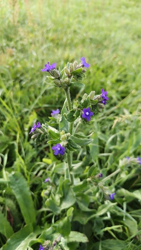 common alkanet