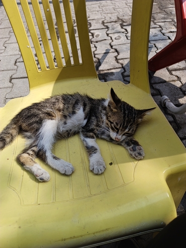Domestic Cat
