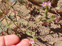 Phacelia brachyloba