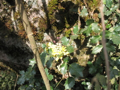 Berberis alpina