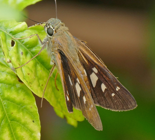 Diversity and Distribution of Skippers (Lepidoptera: Hesperioidea ...