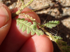 Phacelia brachyloba