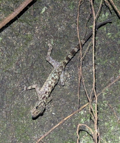 Cnemaspis kendallii observed 2026-09-03