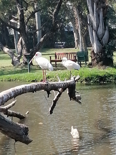 iNaturalist image