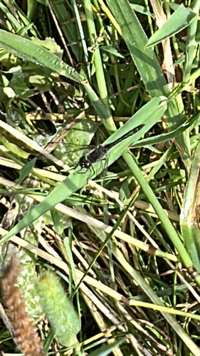 Black Meadowhawk