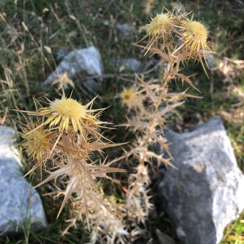 Carlina corymbosa, photograph 5