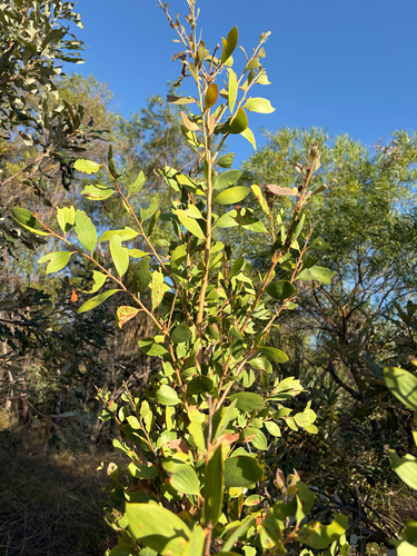 Melaleuca nervosa observed 2026-09-04