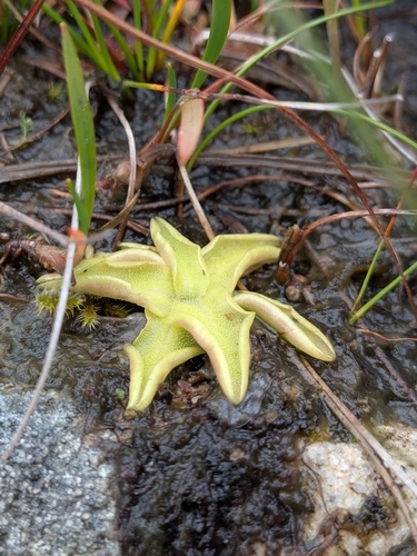 Common Butterwort