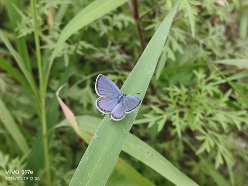 Short-tailed Blue