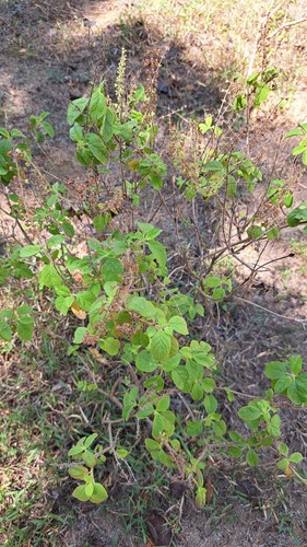 Holy Basil