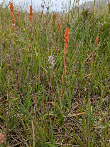 bog asphodel