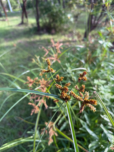 Cyperus imbricatus observed 2026-09-04