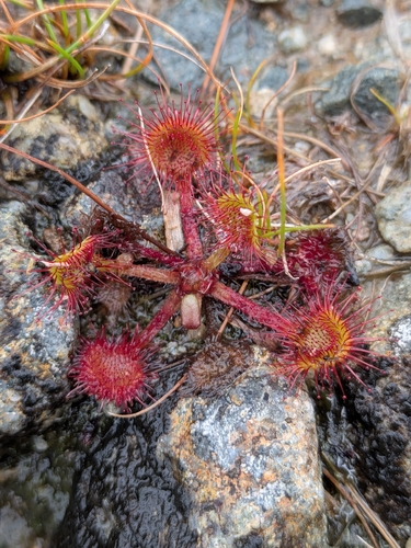 round-leaved sundew