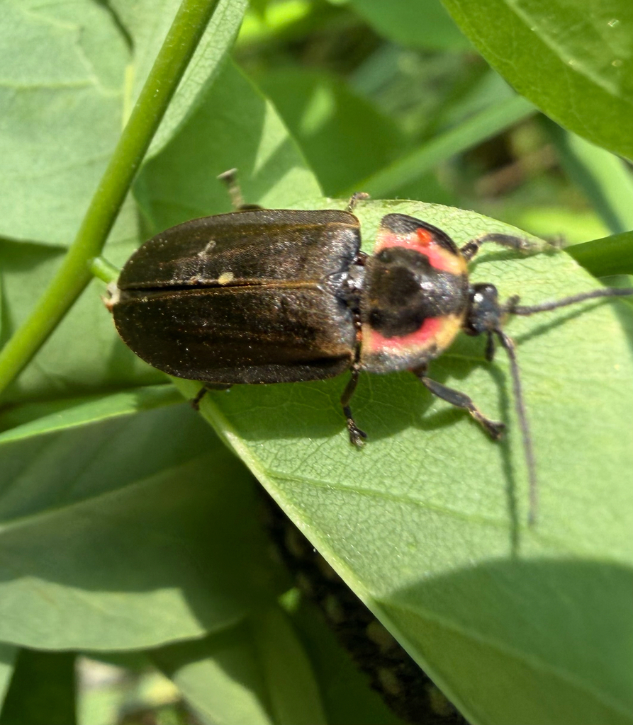 Winter Firefly