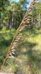 Sorghastrum