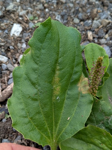 Peronospora alta observed 2026-08-31