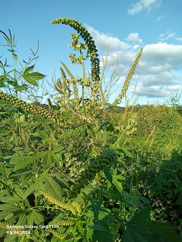 giant ragweed