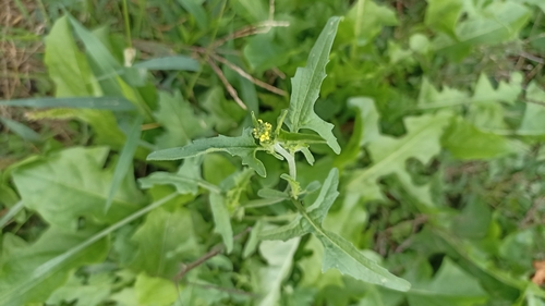 Hedge mustard