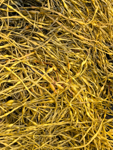 Knotted Wrack