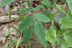 Desmodium obtusum