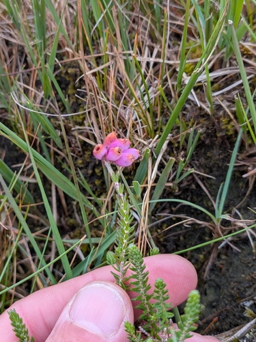 Cross-leaved Heath