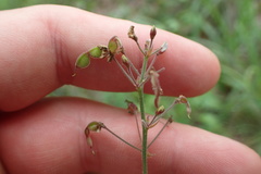 Desmodium obtusum