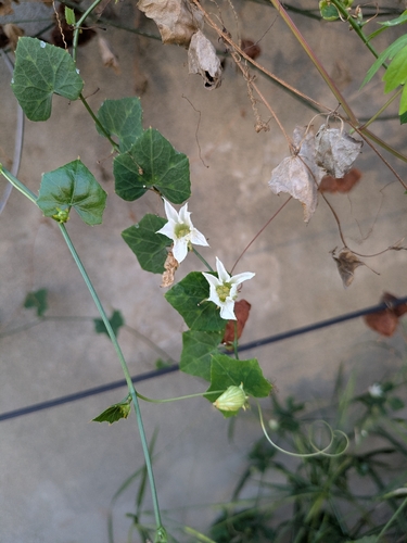 Coccinia grandis, photograph 6