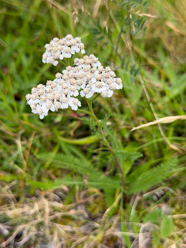 common yarrow