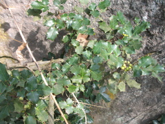 Berberis alpina