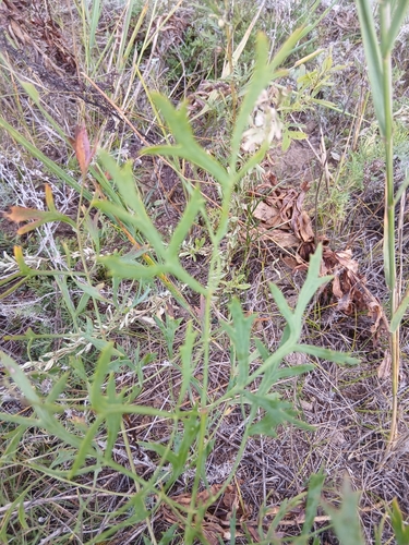 Saposhnikovia divaricata, photograph 5