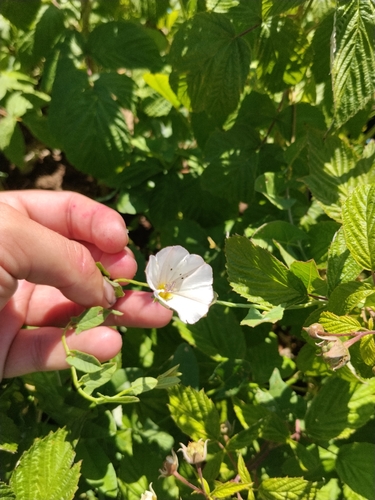 field bindweed
