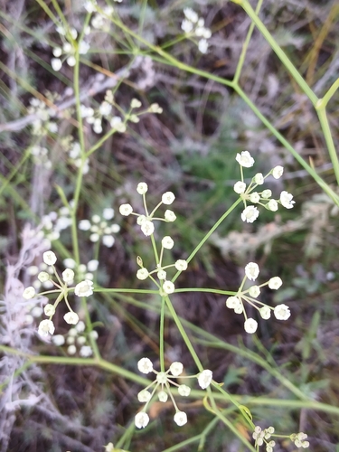 Saposhnikovia divaricata, photograph 6