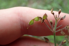 Desmodium obtusum