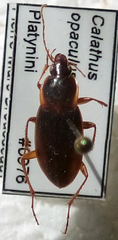 Calathus opaculus