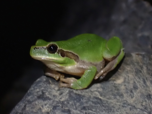 Mediterranean Tree Frog