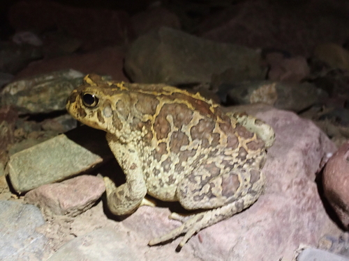Mauritanian Toad