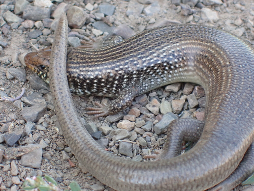 Many-scaled Cylindrical Skink