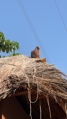 Laughing Dove
