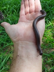 Orthoporus texicolens