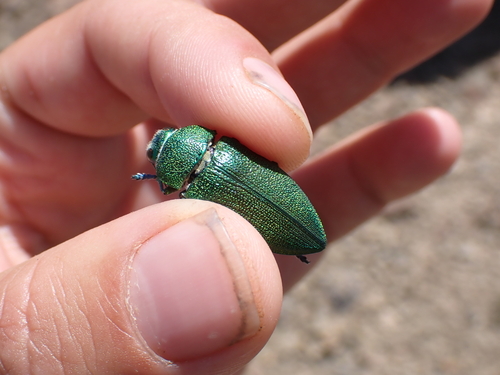 Perotis unicolor