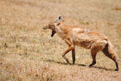 Canis lupaster bea