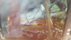 Chloris sinica