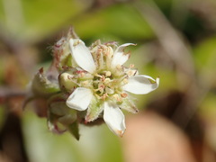 Amelanchier nantucketensis