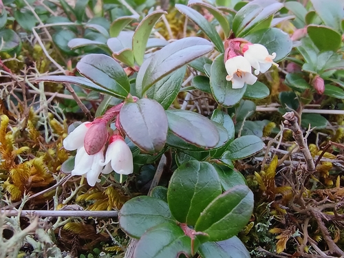 Lingonberry
