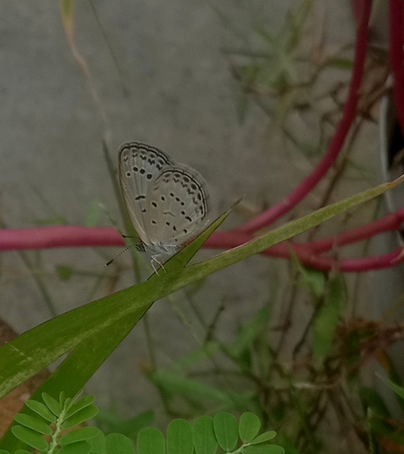 Pale Grass Blue