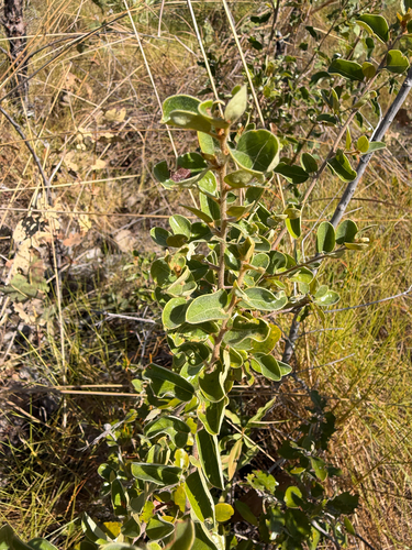 Petalostigma quadriloculare observed 2026-09-04