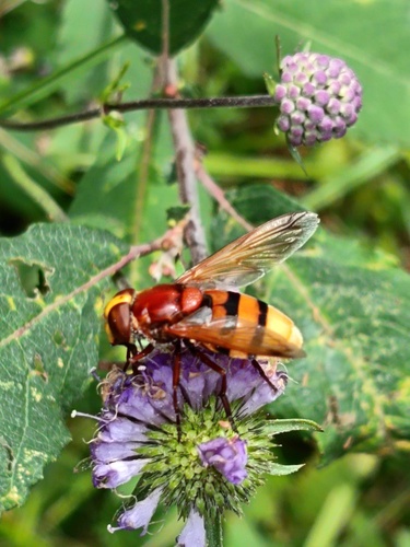 Hornet Mimic Hover Fly